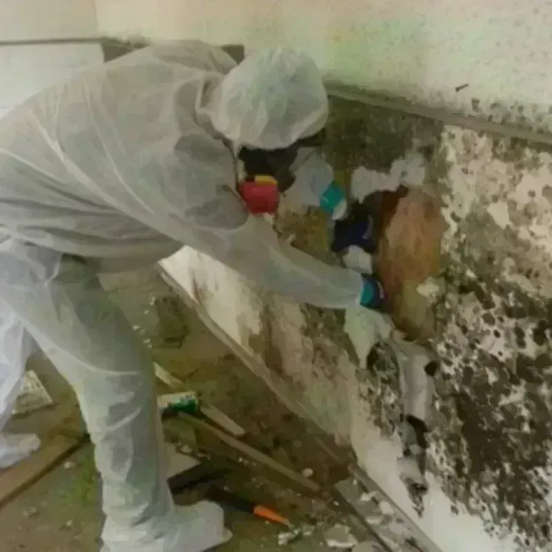 Mold Remediation and Removal in Dawson, GA